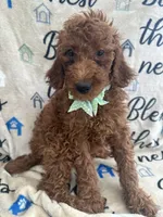 Reign - 320, a female Labradoodle and Poodle - Standard  for sale in Lakeland, FL – 4 of 10