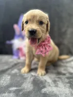 Suzzie -198, a female Golden Retriever for sale in Lakeland, FL – 3 of 10