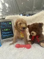 Tyson -324, a male Goldendoodle and Poodle - Standard  for sale in Lakeland, FL – 10 of 10