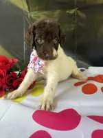 Suzzie - 331, a female Labradoodle and Poodle - Standard  for sale in Lakeland, FL – 5 of 10