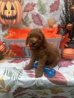 Norman 377, a male Poodle - Miniature  and Miniature Goldendoodle for sale in Lakeland, FL – 10 of 10