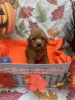Nigel 373, a male Poodle - Miniature  and Miniature Goldendoodle for sale in Lakeland, FL – 4 of 10