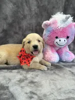 Brielle 574, a female Golden Retriever for sale in Lakeland, FL – 4 of 10