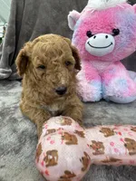 Bambi 370, a female Aussiedoodle and Poodle - Miniature  for sale in Lakeland, FL – 6 of 10