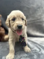 Sampson - 190, a male Golden Retriever for sale in Lakeland, FL – 9 of 10