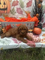 Nessa #375, a female Poodle - Miniature  and Miniature Goldendoodle for sale in Lakeland, FL – 4 of 9