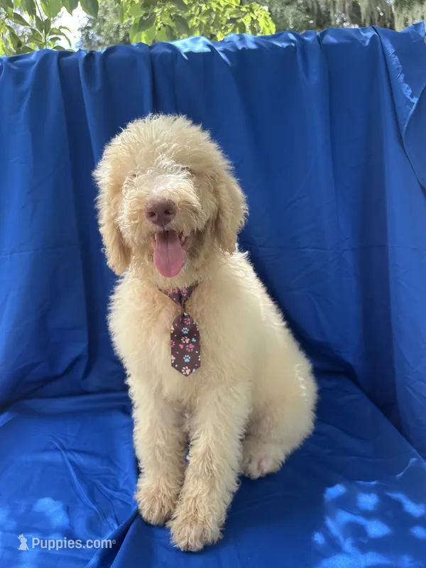 Sully -338 – Labradoodle, Poodle - Standard  puppy for sale in Lakeland, FL