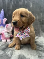 Betty Lou - 199, a female Golden Retriever for sale in Lakeland, FL – 6 of 10