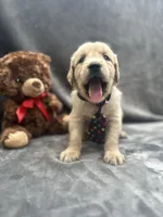 Sampson - 190, a male Golden Retriever for sale in Lakeland, FL – 4 of 10