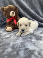 Bear 576, a male Golden Retriever for sale in Lakeland, FL – 8 of 10