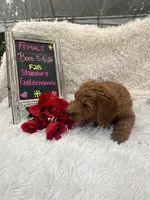 Tara - 329, a female Goldendoodle and Poodle - Standard  for sale in Lakeland, FL – 8 of 10