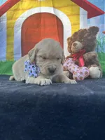 Sadie , a female Golden Retriever for sale in Lakeland, FL – Photo 1 of 10