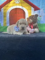 Sadie , a female Golden Retriever for sale in Lakeland, FL – Photo 5 of 10