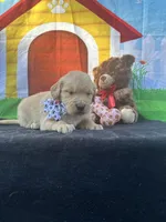 Sadie , a female Golden Retriever for sale in Lakeland, FL – Photo 2 of 10