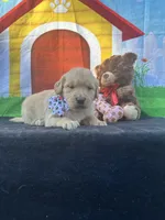 Sadie , a female Golden Retriever for sale in Lakeland, FL – Photo 3 of 10