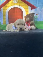 Sadie , a female Golden Retriever for sale in Lakeland, FL – Photo 4 of 10