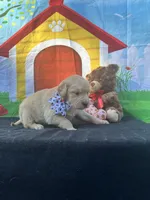 Sadie , a female Golden Retriever for sale in Lakeland, FL – Photo 6 of 10