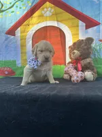 Sadie , a female Golden Retriever for sale in Lakeland, FL – Photo 9 of 10