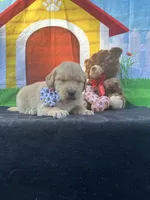 Sadie , a female Golden Retriever for sale in Lakeland, FL – Photo 10 of 10