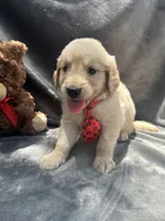 Simba - 429, a male Golden Retriever for sale in Lakeland, FL – 9 of 10