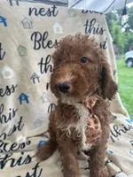 Reece -121, a male Labradoodle and Poodle - Standard  for sale in Lakeland, FL – 10 of 10