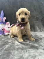 Buttercup-196, a female Golden Retriever for sale in Lakeland, FL – 2 of 10