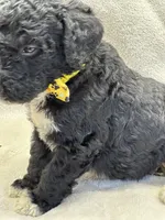 processed/bba197dd-e308-4e4e-8c22-f9874d2a47c1/listing/7655e34f-32f2-40e4-9398-a02fd888230b/526bc0ad-b5e0-4d5b-8f0e-743ff5d39de1