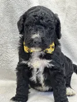 processed/bba197dd-e308-4e4e-8c22-f9874d2a47c1/listing/7655e34f-32f2-40e4-9398-a02fd888230b/c49f8d9f-2f25-4fd2-8b04-7bcec39b9d98