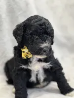 processed/bba197dd-e308-4e4e-8c22-f9874d2a47c1/listing/7655e34f-32f2-40e4-9398-a02fd888230b/d7ed0043-0bf2-4441-a2f1-8baea3ef99eb