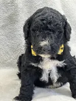 processed/bba197dd-e308-4e4e-8c22-f9874d2a47c1/listing/7655e34f-32f2-40e4-9398-a02fd888230b/f09681cf-948c-454a-a8f0-9f5156aead7a