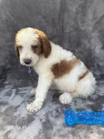 Diesel 390 F1b, a male Goldendoodle and Poodle - Miniature  for sale in Lakeland, FL – 5 of 10