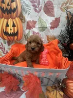 Nicole 379, a female Poodle - Miniature  and Miniature Goldendoodle for sale in Lakeland, FL – 6 of 9