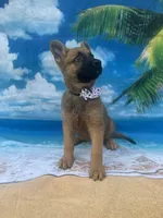 Karrie, a female Belgian Malinois and German Shepherd Dog for sale in Lakeland, FL – Photo 3 of 10