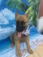 Karrie, a female Belgian Malinois and German Shepherd Dog for sale in Lakeland, FL – Photo 1 of 10