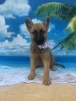 Karrie, a female Belgian Malinois and German Shepherd Dog for sale in Lakeland, FL – Photo 10 of 10