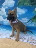 Karrie, a female Belgian Malinois and German Shepherd Dog for sale in Lakeland, FL – Photo 8 of 10