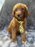 Dexter 396 F1b, a male Goldendoodle and Poodle - Miniature  for sale in Lakeland, FL – 4 of 10