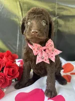 Sarah- 339, a female Labradoodle and Poodle - Standard  for sale in Lakeland, FL – 10 of 10