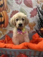 Bridgette 579, a female Golden Retriever for sale in Lakeland, FL – 8 of 10