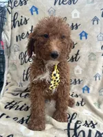 Ricky- 124, a male Labradoodle and Poodle - Standard  for sale in Lakeland, FL – 7 of 10