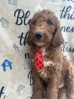 Rusty - 323, a male Labradoodle and Poodle - Standard  for sale in Lakeland, FL – 5 of 10