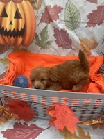 Nigel 373, a male Poodle - Miniature  and Miniature Goldendoodle for sale in Lakeland, FL – 5 of 10