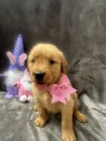 Betsy -194, a female Golden Retriever for sale in Lakeland, FL – 4 of 10