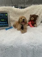 Timmy -427, a male Goldendoodle and Poodle - Standard  for sale in Lakeland, FL – 8 of 10