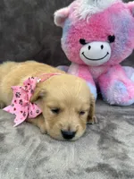 Brooklyn 572, a female Golden Retriever for sale in Lakeland, FL – 8 of 10