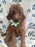 Reign - 320, a female Labradoodle and Poodle - Standard  for sale in Lakeland, FL – 2 of 10