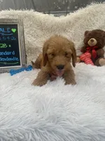 Toby -422, a male Goldendoodle and Poodle - Standard  for sale in Lakeland, FL – 5 of 10