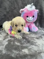 Bridgette 579, a female Golden Retriever for sale in Lakeland, FL – 4 of 10