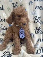 Ralph - 122, a male Labradoodle and Poodle - Standard  for sale in Lakeland, FL – 10 of 10