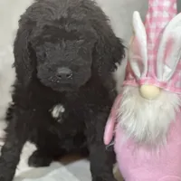 Willow, a female Labradoodle and Poodle - Standard  for sale in Lakeland, FL – Photo 4 of 10